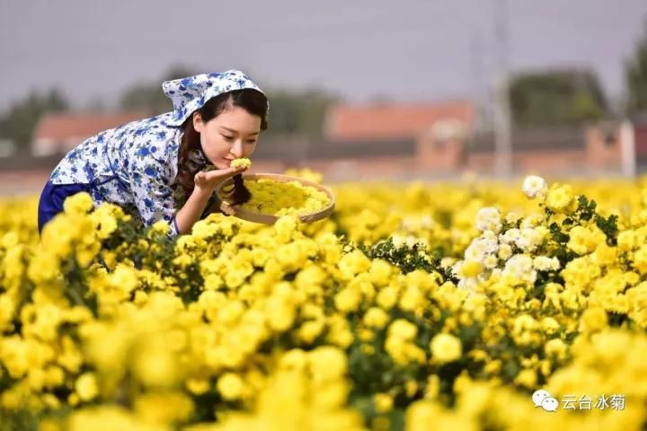 云臺(tái)冰菊基地發(fā)生了什么？一批批領(lǐng)導(dǎo)專家團(tuán)隊(duì)前來！